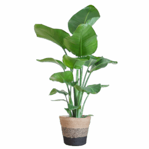 Strelitzia Nicolai met Lissabon mand zwart - 80cm - Ø19