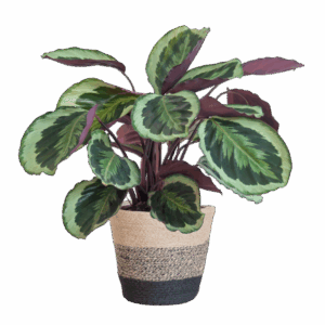 Calathea Medaillon met Lissabon mand zwart - 65cm - Ø19