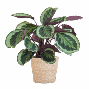 Calathea Medaillon met Sofia mand naturel - 65cm - Ø19