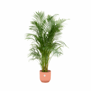 Combi deal - Areca palm inclusief elho Vibes Fold Round roze Ø30 - 180 cm