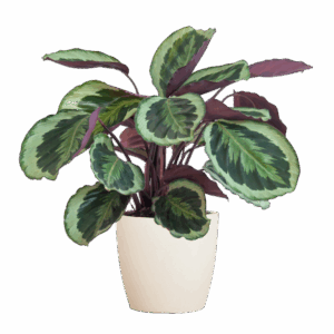 Calathea Medaillon met Viber wit - 65cm - Ø19