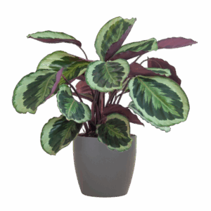 Calathea Medaillon met Viber grijs - 65cm - Ø19