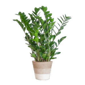 Zamioculcas Zamiifolia met Mand Lissabon wit - 80cm - Ø21