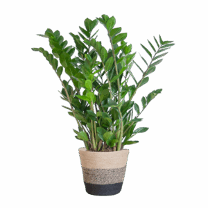 Zamioculcas Zamiifolia met Mand Lissabon zwart - 80cm - Ø21