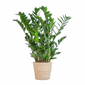 Zamioculcas Zamiifolia met Sofia mand naturel - 80cm - Ø21