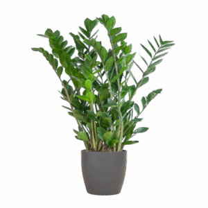 Zamioculcas Zamiifolia met Viber grijs - 80cm - Ø21