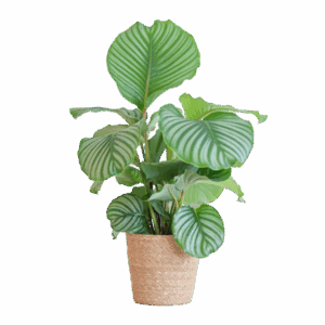 Calathea Orbifolia met Sofia mand naturel - 65cm - Ø21