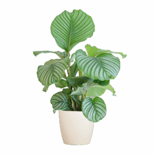 Calathea Orbifolia met Viber wit - 65cm - Ø21