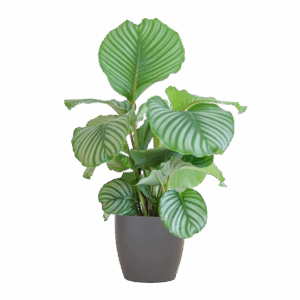 Calathea Orbifolia met Viber grijs - 65cm - Ø21