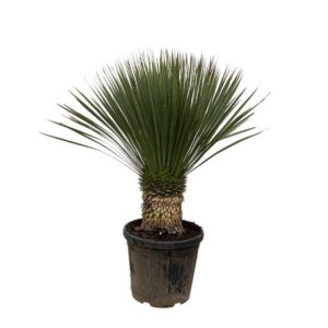 Yucca Rostrata - 100cm- Ø38