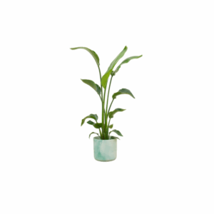 Combi deal - Strelitzia Nicolai inclusief elho Ocean Round pacifisch groen Ø22 - 120 cm