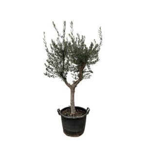Olea Europaea Cultivo - 230cm- Ø40
