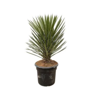Yucca Filifera Australis - 120cm - ø30