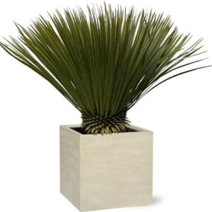 Yucca Rostrata - 75cm- Ø30