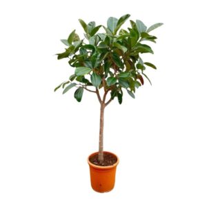Ficus Elastica Robusta op stam - 210cm - ø40