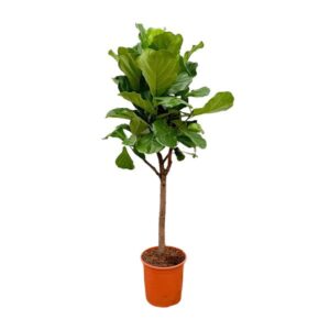 Ficus Lyrata boom - 170cm - ⌀30