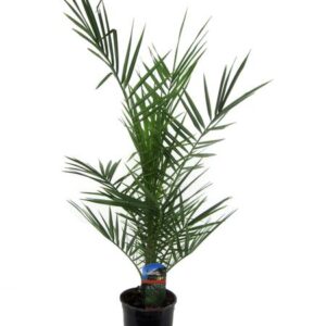 Phoenix Canariensis - 80 cm - Ø15cm