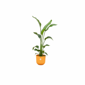 Combi deal - Strelitzia Nicolai inclusief elho Jazz Round geel Ø23 - 120 cm