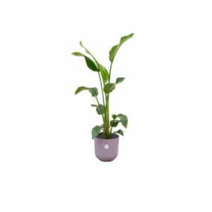 Combi deal - Strelitzia Nicolai inclusief elho Jazz Round lila Ø23 - 100 cm