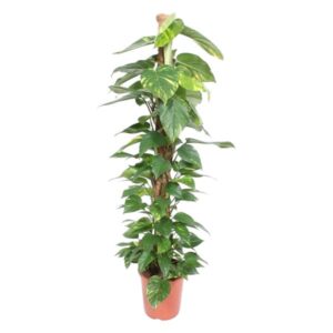 Epipremnum Aureum mosstok - 150 cm - ø27