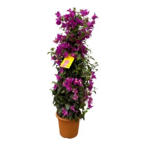 Bougainvillea pyramide - 90 cm - Ø21cm