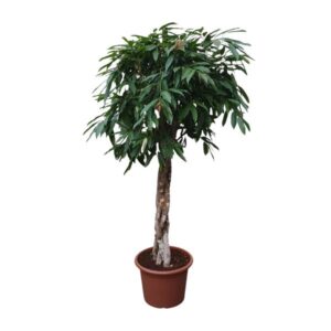 Ficus Amstel King gevlochten stam - 190 cm - ø45