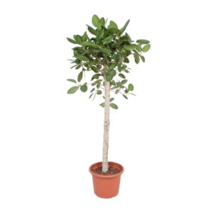 Ficus Benghalensis boom - 190 cm - ø40