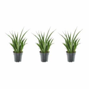 3x Sansevieria Kirkii - 38 cm - ø12