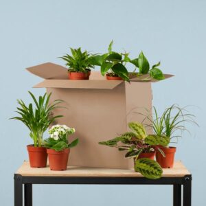 Groene Kneusjesbox (6 stuks)