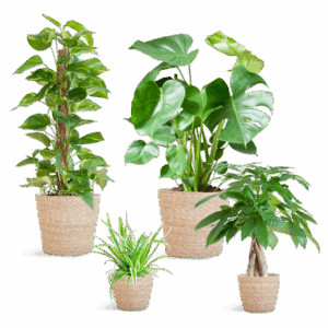 Easy care Plantenbox - medium - met mand Sofia