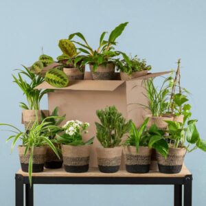 Groene Kneusjesbox (12 stuks) - incl. 12 x pot Lissabon zwart