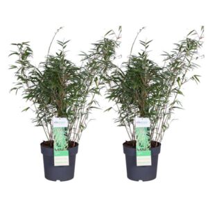 2x Fargesia rufa - ↨80cm - Ø23