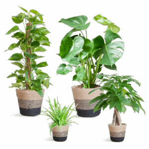 Easy care Plantenbox - medium - met Mand Lissabon zwart