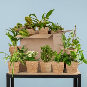 Groene Kneusjesbox (12 stuks) - incl. 12 x mand Sofia