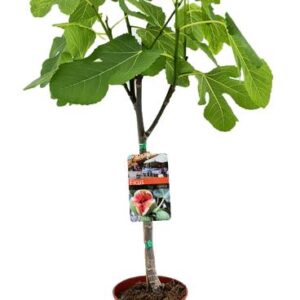 Ficus Carica - Ø17cm - ↕80cm