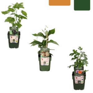 "Zoete oogst trio" BIO Fruitplanten mix set van 3 verschillende soorten