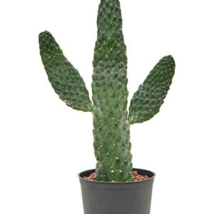 Opuntia Consolea (HYDRO) - Ø13cm - ↕55cm