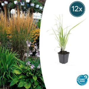 12x Calamagrostis acut. 'Karl Foerster' - ↕10-25cm - Ø9cm