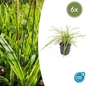 6x Carex morrowii 'Aureovariegata' - ↕10-25cm - Ø9cm