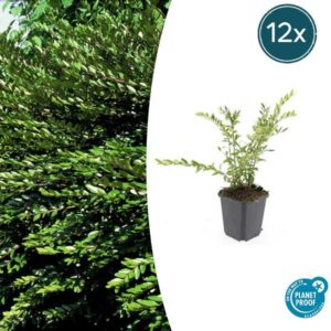 12x Lonicera pileata 'Purple Pearl' - ↕10-25cm - Ø9cm
