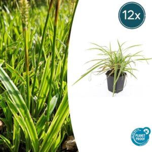 12x Carex morrowii 'Aureovariegata' - ↕10-25cm - Ø9cm