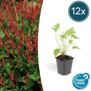 12x Persicaria amplexicaulis - ↕10-25cm - Ø9cm