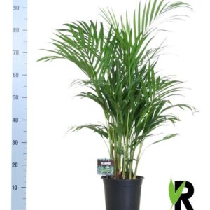 Dypsis Lutescens 120 - Ø19cm - ↕100cm