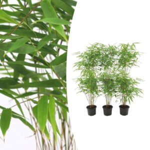 6x Fargesia Rufa Ø13 cm - ↕25 cm Bamboe
