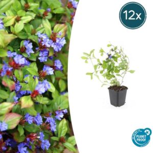 12x Ceratostigma plumbaginoides - ↕10-25cm - Ø9cm