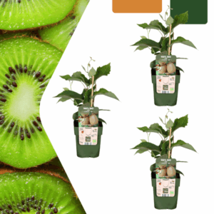 3 x Biologische kiwiplanten - Ø 13 cm - ↨ 20 cm