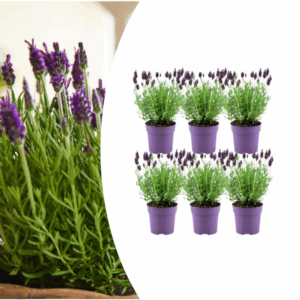 6x Lavandula stoechas Anouk® - 12 cm pot - Set van 6 Franse Lavendels